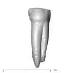 SK 30 Paranthropus robustus LLP3 buccal