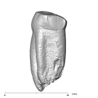 SK 30 Paranthropus robustus LLP3 distal