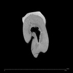SK 30 Paranthropus robustus LLP3 internal