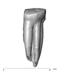 SK 30 Paranthropus robustus LLP3 lingual