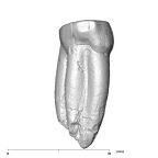SK 30 Paranthropus robustus LLP3 mesial