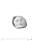 SK 30 P. robustus LLP3