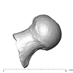 SK 3121 Paranthropus robustus right femur anterior