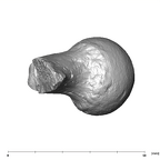SK 3121 Paranthropus robustus right femur distal