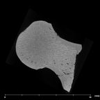 SK 3121 Paranthropus robustus right femur internal