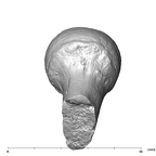 SK 3121 Paranthropus robustus right femur laterial
