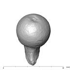 SK 3121 Paranthropus robustus right femur medial