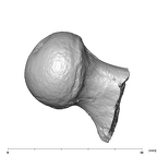 SK 3121 Paranthropus robustus right femur posterior