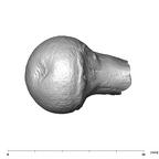 SK 3121 Paranthropus robustus right femur proximal