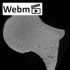 SK 3121 Paranthropus robustus right femur ct stack movie