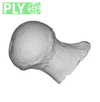 SK 3121 Paranthropus robustus right femur ply