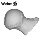 SK 3121 Paranthropus robustus right femur ply movie