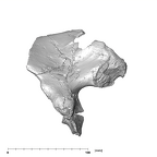 SK 3155b Homo erectus right os coxae anteriorl