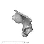 SK 3155b Homo erectus right os coxae lateral