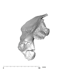 SK 3155b Homo erectus right os coxae medial