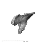 SK 3155b Homo erectus right os coxae posterior