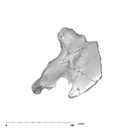 SK 3155b Homo erectus right os coxae superior