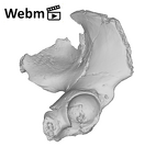SK 3155b Homo erectus right os coxae ply movie