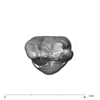 SK 31 Paranthropus robustus URM3 apical