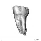 SK 31 Paranthropus robustus URM3 buccal