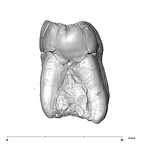 SK 31 Paranthropus robustus URM3 distal