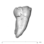 SK 31 Paranthropus robustus URM3 lingual