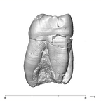 SK 31 Paranthropus robustus URM3 mesial