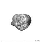 SK 31 P. robustus URM3