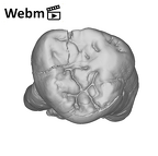 SK 31 Paranthropus robustus URM3 ply movie