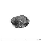 SK 32 Paranthropus robustus URP4 apical