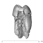 SK 32 Paranthropus robustus URP4 distal