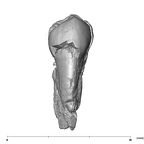 SK 32 Paranthropus robustus URP4 lingual