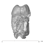 SK 32 Paranthropus robustus URP4 mesial