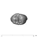SK 32 Paranthropus robustus URP4 occlusal