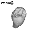 SK 32 Paranthropus robustus URP4 ply movie