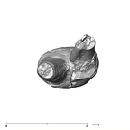 SK 33 Paranthropus robustus URP3 apical