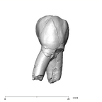 SK 33 Paranthropus robustus URP3 buccal