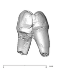 SK 33 Paranthropus robustus URP3 distal