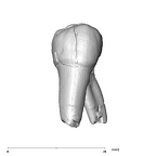 SK 33 Paranthropus robustus URP3 lingual