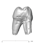 SK 33 Paranthropus robustus URP3 mesial