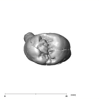 SK 33 P. robustus URP3