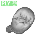 SK 33 Paranthropus robustus URP3 ply