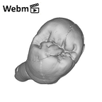 SK 33 Paranthropus robustus URP3 ply movie