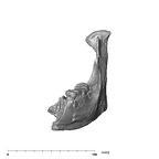 SK 34 Paranthropus robustus left hemimandible anterior