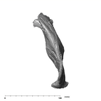 SK 34 Paranthropus robustus left hemimandible apical