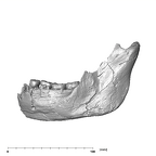 SK 34 Paranthropus robustus left hemimandible buccal