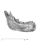 SK 34 Paranthropus robustus left hemimandible lingual