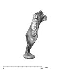 SK 34 Paranthropus robustus left hemimandible occlusal