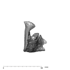 SK 34 Paranthropus robustus left hemimandible posterior