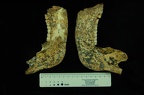 SK 34 Paranthropus robustus mandible lateral photo
